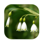 Più di 1000 Soluzione